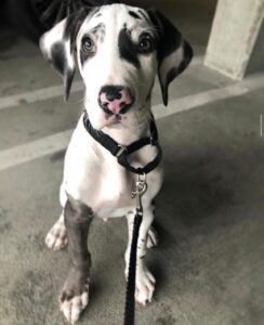 BRUNO / Männlich